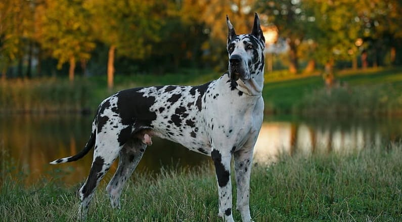 perro-gran-danes-diarrea