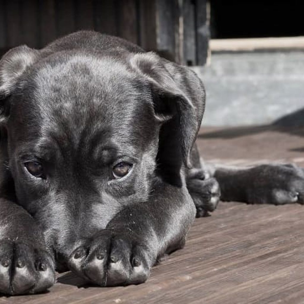 como-cortar-la-diarrea-en-perros