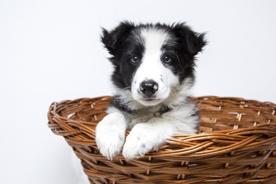 Cómo ayudar a tu perro en momentos puntuales de estrés