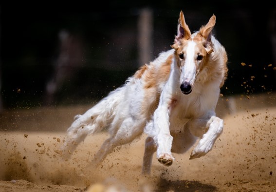 Estrategias para reducir el estrés en perros