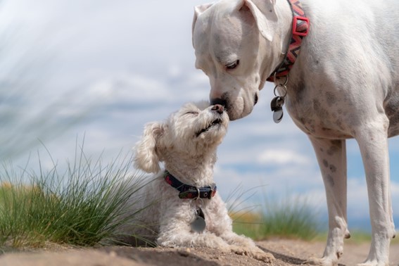 Técnicas de relajación en perros