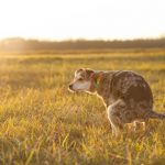 Estreñimiento en perros