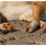 Almohadillas en los perros