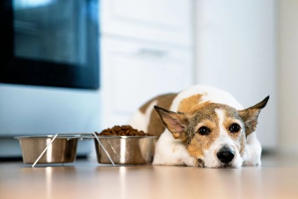 Alimentación inadecuada o monótona en perros