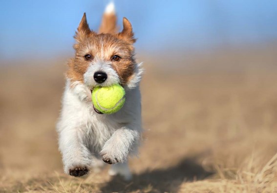 Aumentar la actividad física y mental del perro