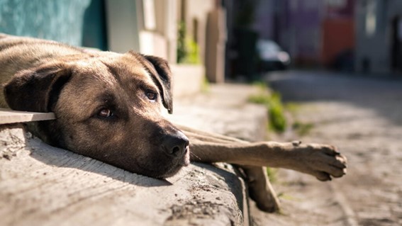 Factores médicos de la falta de apetito en los perros